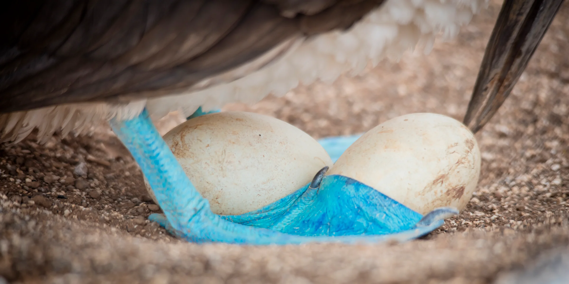 Blue-footed boobie with eggs in Galapagos