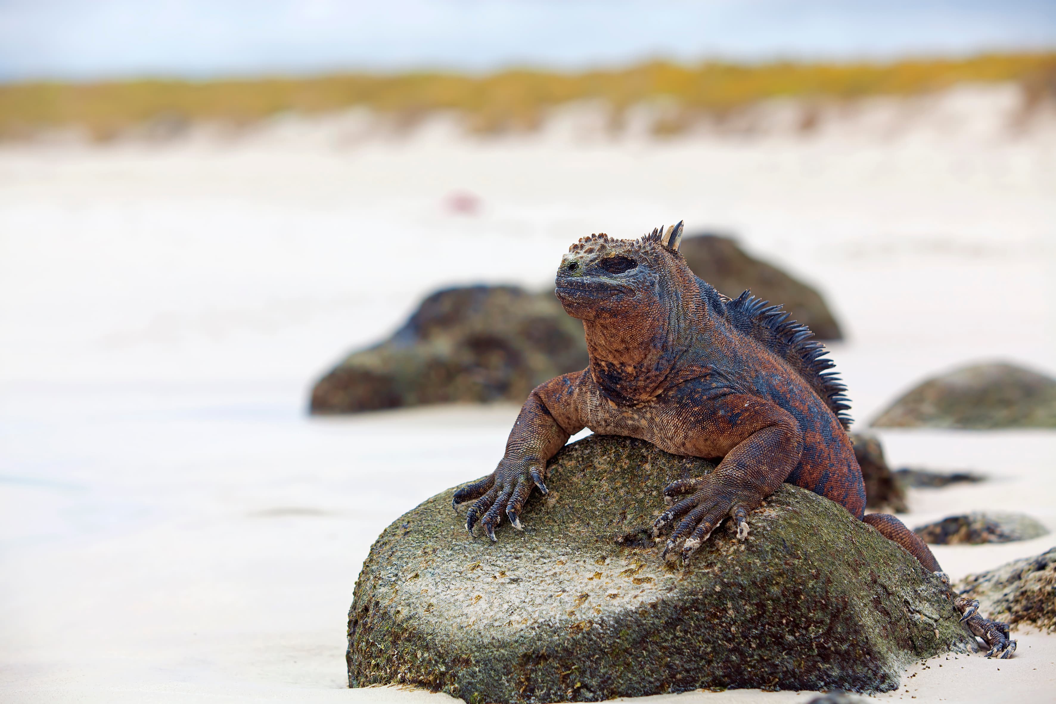 Marine iguana on volcanic rock in the Galapagos
