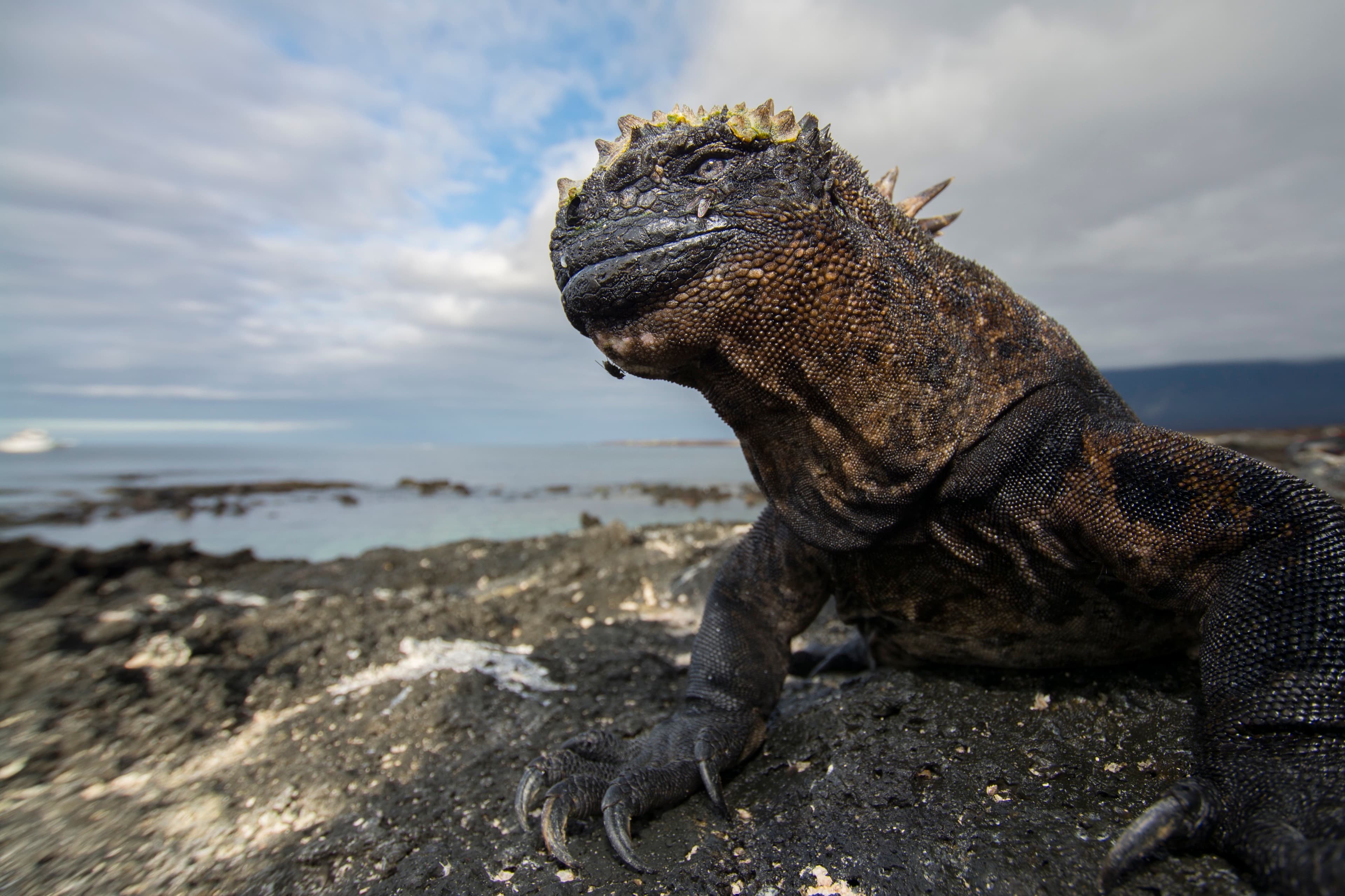 Marine iguana on volcanic rocks by the sea in the Galapagos