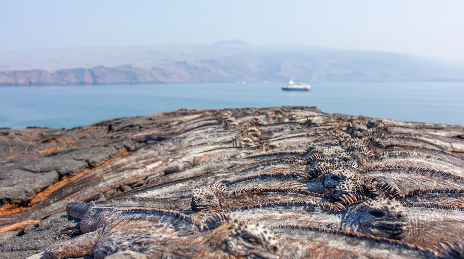 A Galapagos expedition vessel anchored off a volcanic shoreline at golden hour, with a town visible in the distance.