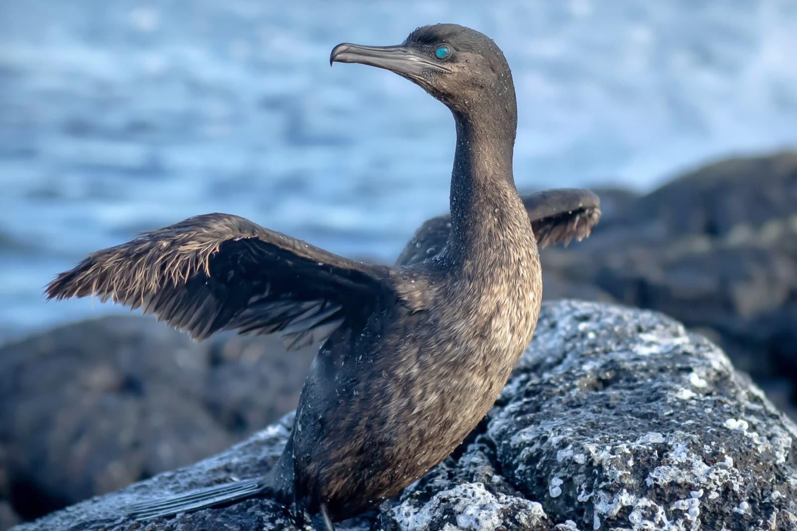 A flightless cormorant drying its stunted wings on the volcanic shoreline of Fernandina.