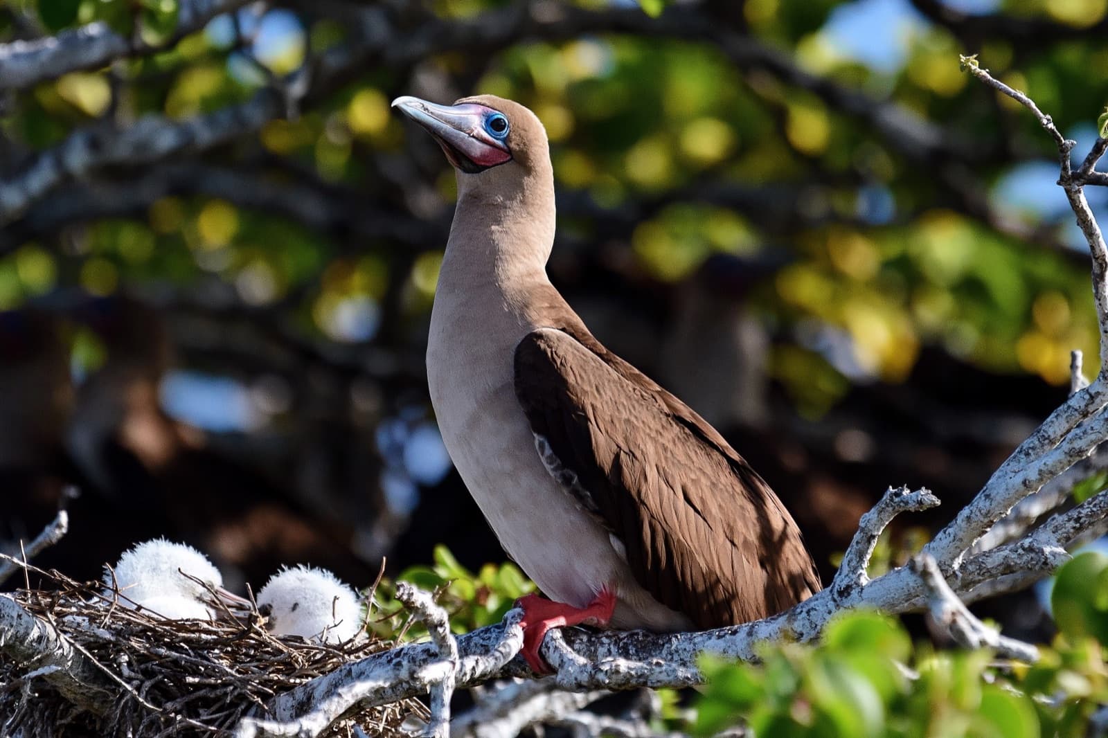 A dense colony of red-footed boobies nesting in low trees on Genovesa.