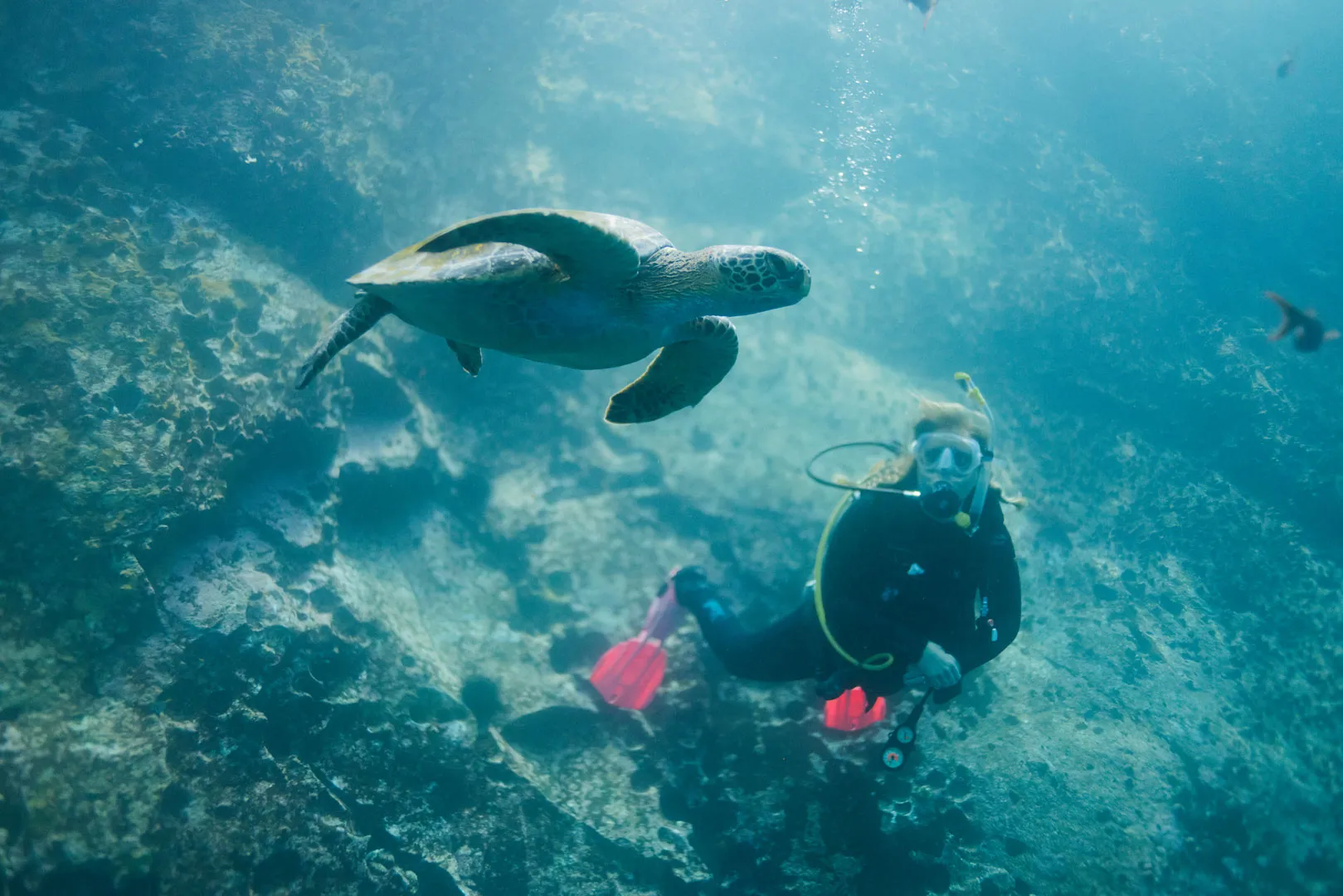 Underwater scene with sea turtle and snorkeller in the Galapagos